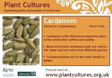 Cardamom