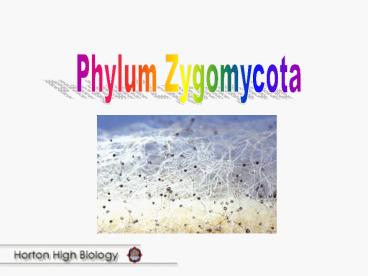 Phylum Zygomycota