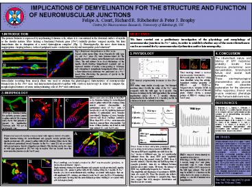 felipe a. court, richard r. ribchester & peter j. brophy ..