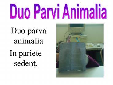 Duo parva animalia