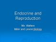 Endocrine and Reproduction PowerPoint PPT Presentation