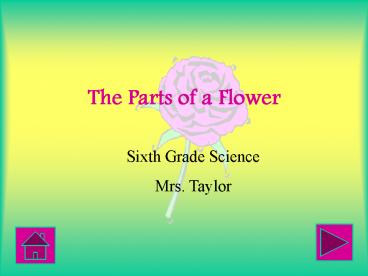 The Parts of a Flower