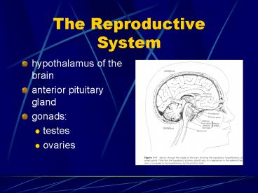 The Reproductive System