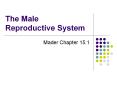 The Male Reproductive System PowerPoint PPT Presentation