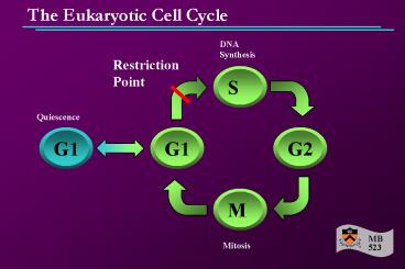 The Eukaryotic Cell Cycle