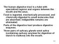 The human digestive tract is a tube with specialized regions and organs between the mouth and the anus. PowerPoint PPT Presentation