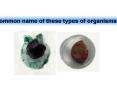 Common name of these types of organisms PowerPoint PPT Presentation
