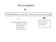 Bacterial Cell Walls Contain Peptidoglycans