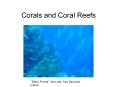 Corals and Coral Reefs PowerPoint PPT Presentation