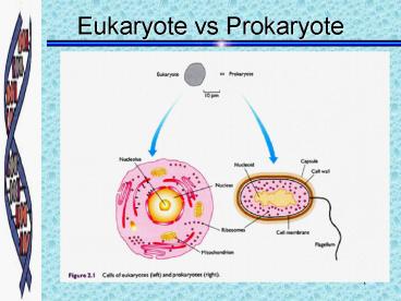 Eukaryote vs Prokaryote