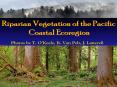 Riparian Vegetation of the Pacific Coastal Ecoregion PowerPoint PPT Presentation