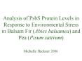 Analysis of PsbS Protein Levels in Response to Environmental Change in Balsam Fir and Pea PowerPoint PPT Presentation