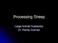 Processing Sheep PowerPoint PPT Presentation