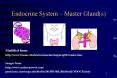 Endocrine System Master Glands PowerPoint PPT Presentation