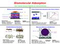 Biomolecular Adsorption Van Tassel Group Projects at Yale University PowerPoint PPT Presentation