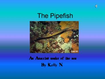 An Amazing snake of the sea