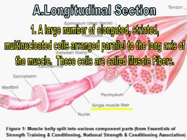 1. A large number of elongated, striated,
