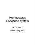 Homeostasis Endocrine system PowerPoint PPT Presentation