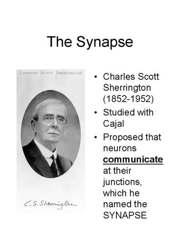 The Synapse