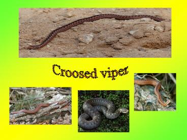 PowerPointPrsentation