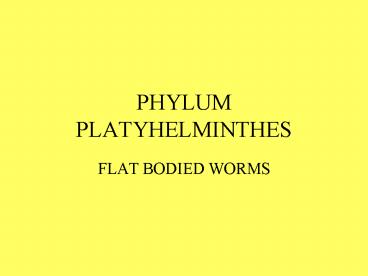PHYLUM PLATYHELMINTHES