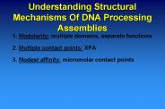 Understanding Structural Mechanisms Of DNA Processing Assemblies