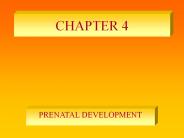 PRENATAL DEVELOPMENT