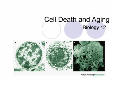 Cell Death and Aging