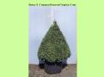Buxus S. Common Boxwood Topiary Cone 10 gal PowerPoint PPT Presentation