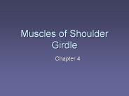 Muscles of Shoulder Girdle