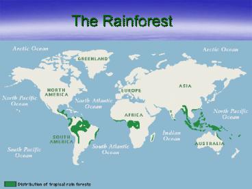 The Rainforest
