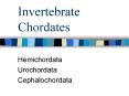 Invertebrate Chordates PowerPoint PPT Presentation