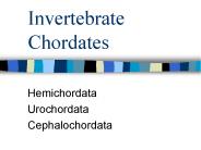 Invertebrate Chordates