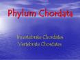Phylum Chordata PowerPoint PPT Presentation