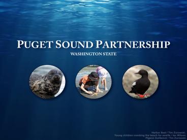 Styela clava club tunicate