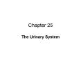 The Urinary System PowerPoint PPT Presentation