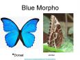 Blue Morpho PowerPoint PPT Presentation