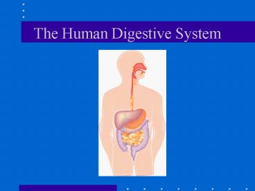 The Human Digestive System