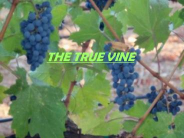 THE TRUE VINE