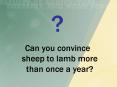 Can you convince a sheep to lamb more than once per year PowerPoint PPT Presentation
