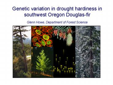 Genetic variation in drought hardiness in southwest Oregon Douglasfir