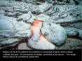 Magma (or lava if erupted to the surface) is composed of liquid, solid (mineral crystals) and gas. Its composition is largely controlled by its source.  The image shown above is a pahoehoe basalt flow. PowerPoint PPT Presentation