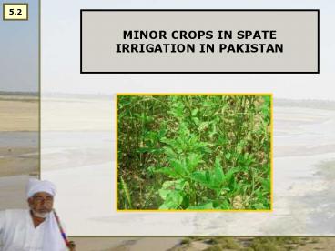 MINOR CROPS IN SPATE IRRIGATION IN PAKISTAN