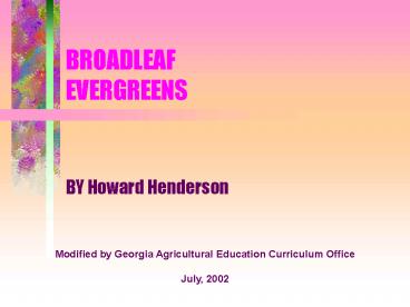BROADLEAF EVERGREENS