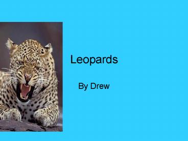 Leopards