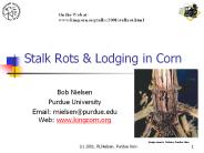 Stalk Rots