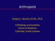 Arthropods