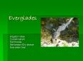 Everglades PowerPoint PPT Presentation