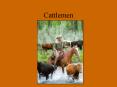 Cattlemen PowerPoint PPT Presentation