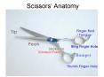 Scissors Anatomy PowerPoint PPT Presentation